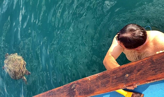 Alanya'da denizde şaşırtan karşılaşma: Dev carretta caretta ile 1,5 saat yüzdüler
