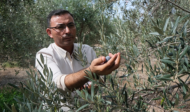 Alanya'da zeytin hasadı başladı