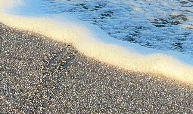 Antalya Alanya'da Yavru Caretta Carettaların Özgürlüğe İlk Kulaçları