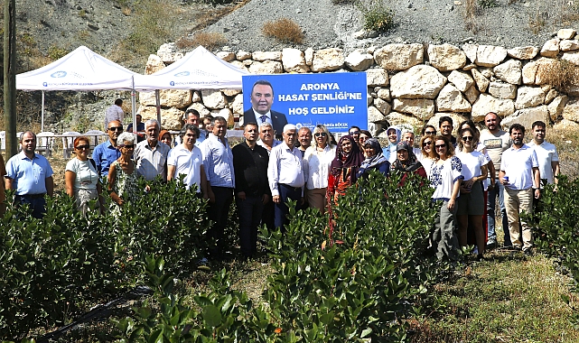 Antalya'da aronya hasadı başladı