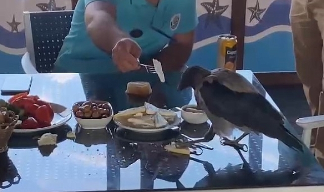 Antalya'da restorana gelip kahvaltıya eşlik eden karga gülümsetti