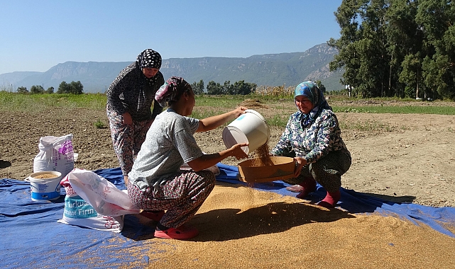 Aroması ve lezzetiyle dünyaca ünlü susamda hasat
