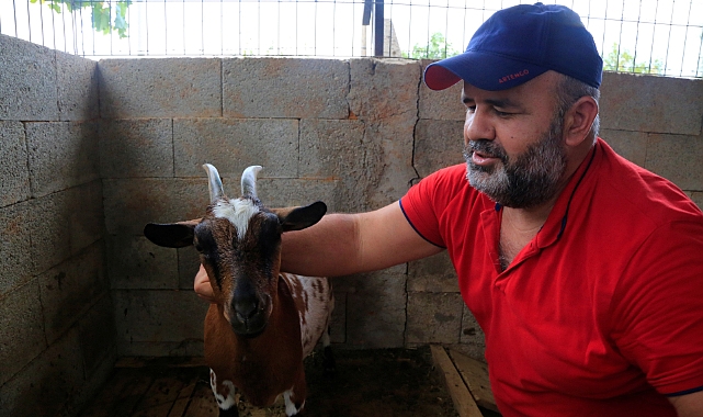 Başına çuval geçen cüce keçi, diğer keçilerin kabusu oldu
