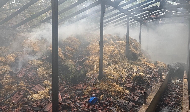 Besihanede çıkan yangında 5 kişi yaralandı, 3 hayvan telef oldu