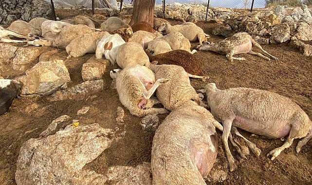 Çınar ağacına yıldırım düştü, altında bulunan 30 küçükbaş öldü