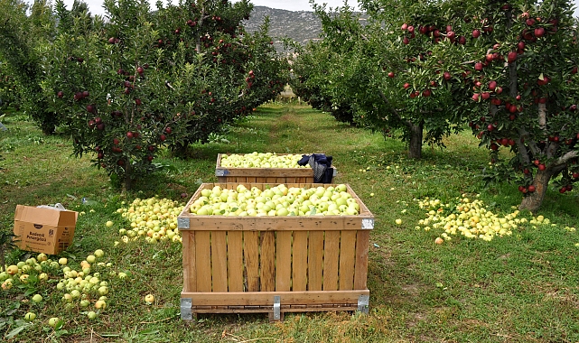 Elmada 'kalıntı' uyarısı; geçen yıl 47 üreticiye ceza uygulandı