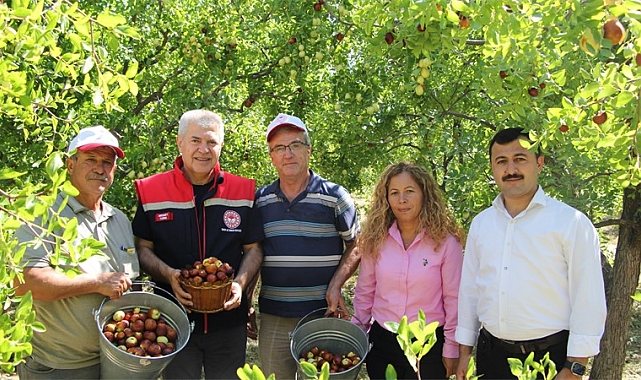 "Isparta'da Hünnap Hasadı Başladı: Yüksek Verim Bekleniyor"