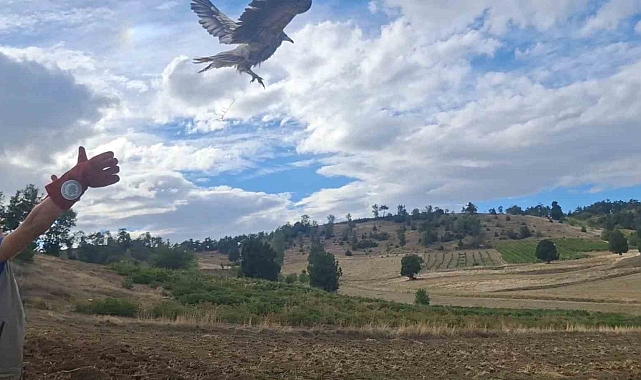 Isparta'da tedavi edilen mısır akbabası doğaya salındı
