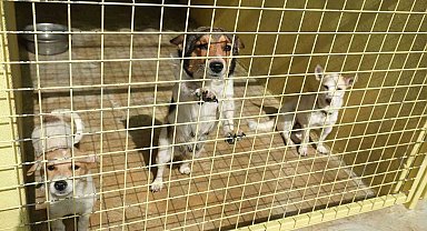 Kemer Belediyesi Ağustos'ta 54 hayvanı sahiplendirdi