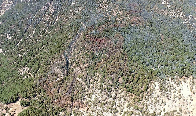 Kumluca&#039;daki yangında 15 hektar ormanlık alan zarar gördü