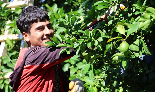 Limon Hasadı Başladı: Semt Pazarlarında Fiyatlar Normale Döndü