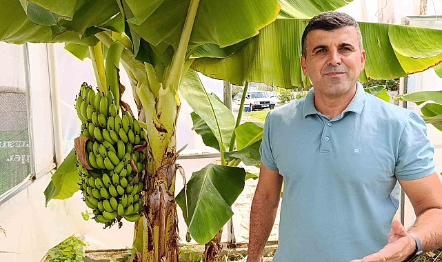 Manavgat'ta hobi bahçesinde zeytin ve muz hasadı