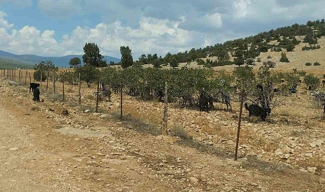 Meyveli Antep fıstığı fidanları keçilere yem oldu