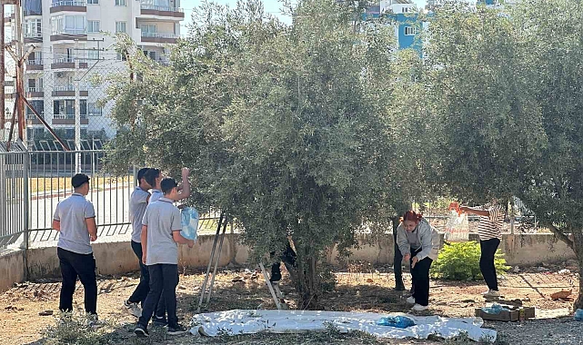 Öğrenciler okul bahçesinde zeytin topladı