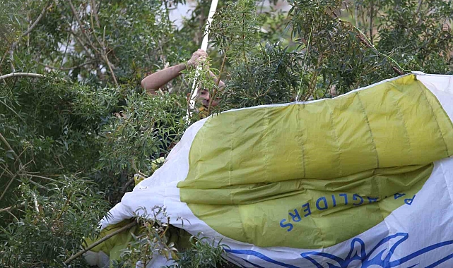 Paraşüt ağaçta asılı kaldı, ekipler alarma geçti