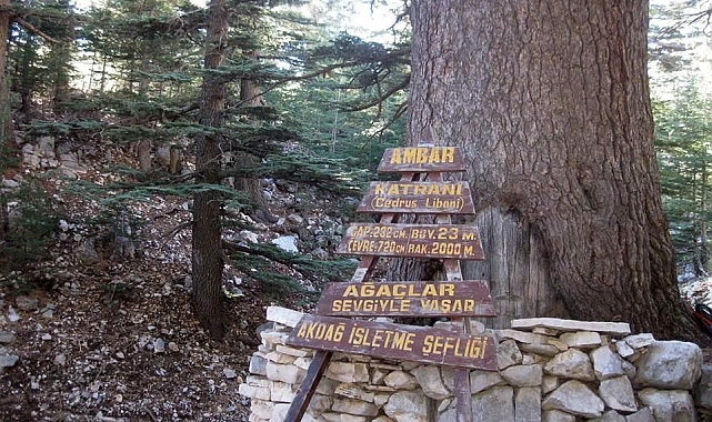 Türkiye'nin ikinci en yaşlı ağaç Kumluca'da doğa severleri bekliyor