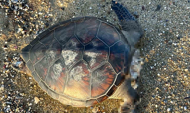Alanya'da caretta caretta ölüsü bulundu