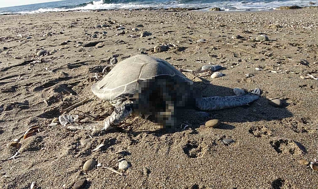Alanya'da son bir haftada iki caretta caretta ölü bulundu