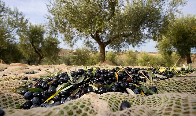 Antalya'da Zeytin Hasadı Başladı: Evde Siyah Zeytin Yapımı