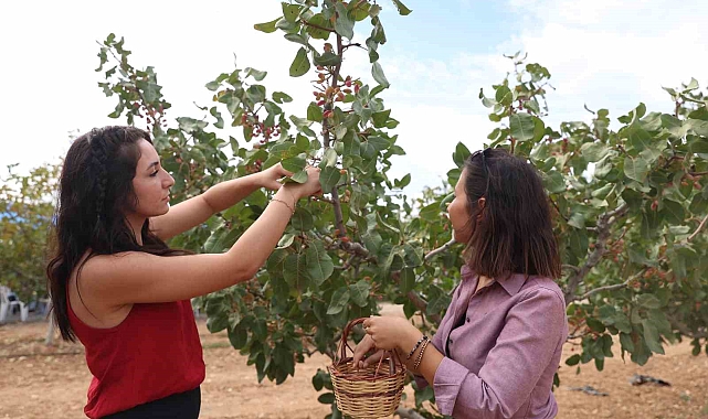 Antep değil, Toros fıstığı olarak anılacak