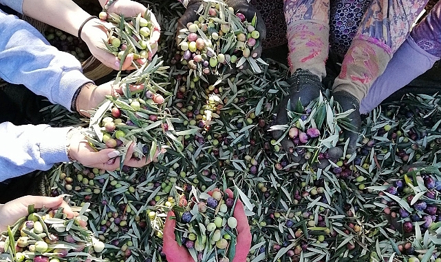 Başkan Çandır: "Zeytin Rekoltesinde Artış, Yaş Meyvede İklim Kaynaklı Sorunlar Var"