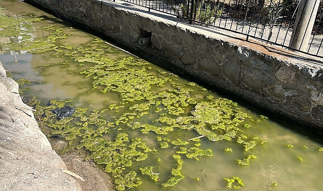 Bodrum'da iki derede kirlilik