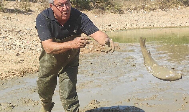 Bodrum'da koruyan göletteki balıklar kurtarıldı