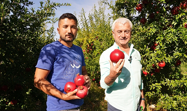 Finike'de nar hasadı sürüyor