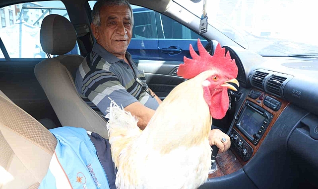 Gelen tüm teklifleri reddeden esnaf, 19 aydır beslediği horozunu Mercedes&#039;iyle şehir turuna çıkarıyor