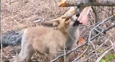 Isparta'da vatandaşlardan tilkiye tavuk ikramı