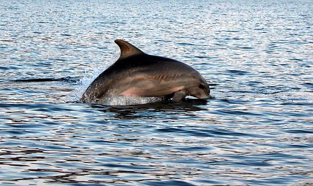 İstanbul Boğazı'nın simgesi afalinalar açlıktan zayıfladı