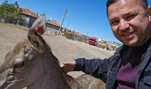 Kızıl geyik köye indi