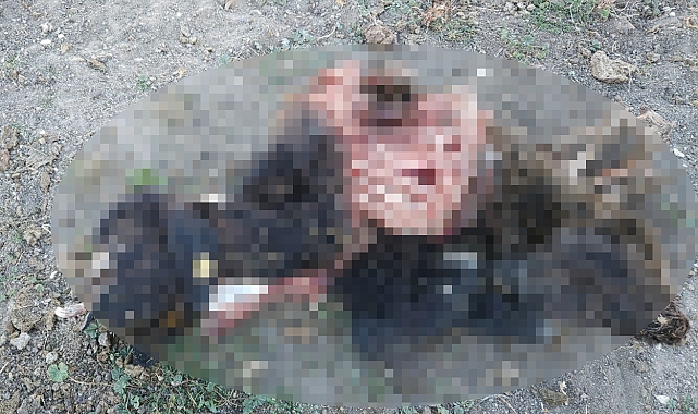 Kurtların saldırdığı 30 küçükbaş öldü
