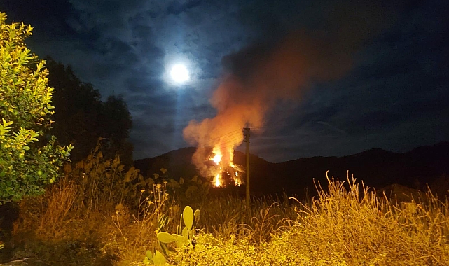 Muğla'da orman yangını