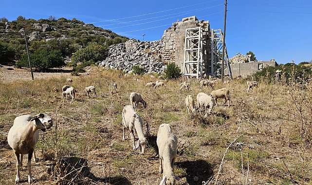 Patara'nın yollarında inek ve koyun zararı