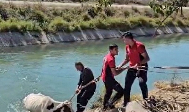 Sulama kanalına düşen ineği itfaiye kurtardı