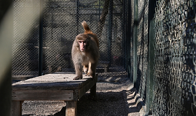 Antalya'da evde bulunan rhesus maymunu, yeni yuvasında ziyaretçiyle buluştu