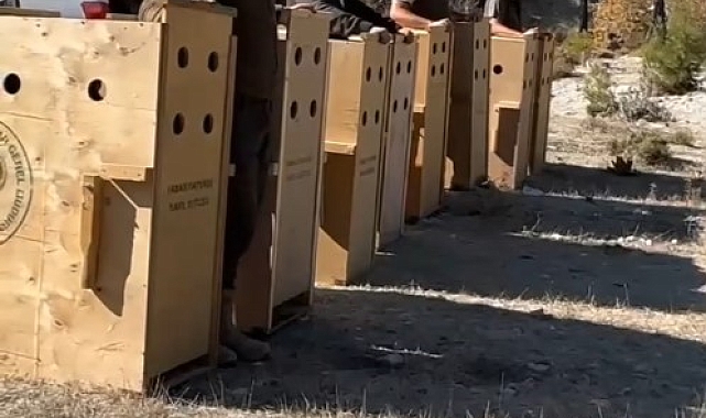 Antalya'da 8 dişi alageyik yeni yaşam alanlarına kavuştu