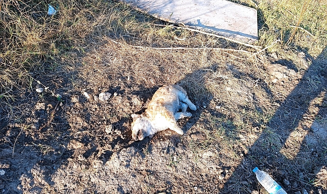 Antalya'da, boş arazide anne köpek ve 2 yavrusu tüfekle öldürülmüş halde bulundu