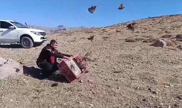 Antalya'da doğaya 240 çil keklik salındı
