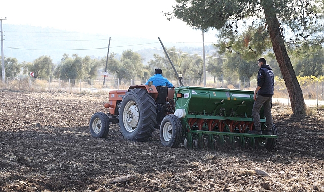 Bodrum Belediyesi'nde Karakılçık buğday ekimi