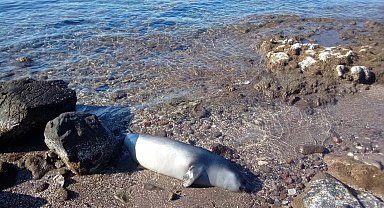 Bodrum'da karaya ölü fok vurdu