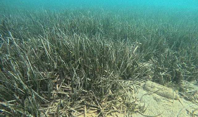 Doğu Akdeniz'de deniz çayırlarının son kalesi: Aydıncık