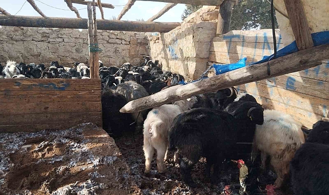 Fırtına Mersin'de hayvan barınağına zarar verdi