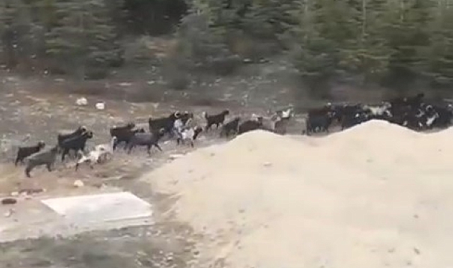 Isparta'da başıboş köpekler keçi sürüsüne saldırdı, bir keçi telef oldu