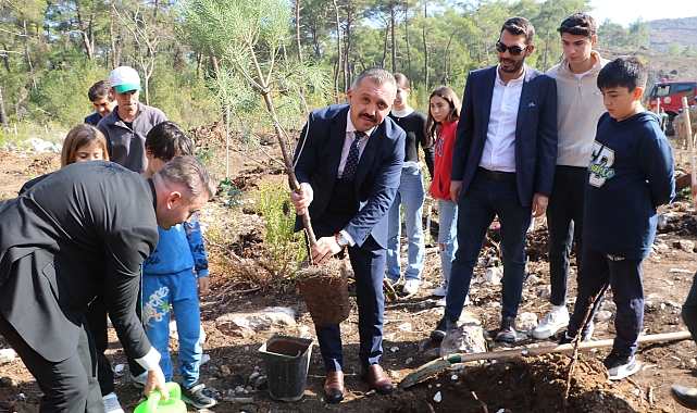 Kemer'de fidanlar yanan ormana dikildi