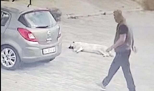 Köpeğin üzerinden geçip yoluna devam etti; o anlar kamerada