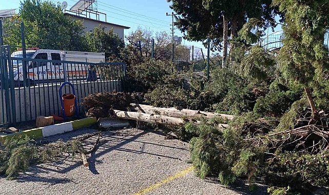 Manavgat'da şiddetli fırtına ve rüzgar ağaçları yıktı