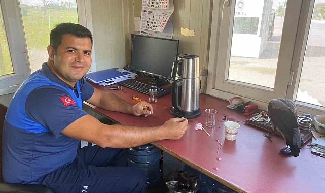 Maskot karganın 'firari' karga olduğu ortaya çıktı
