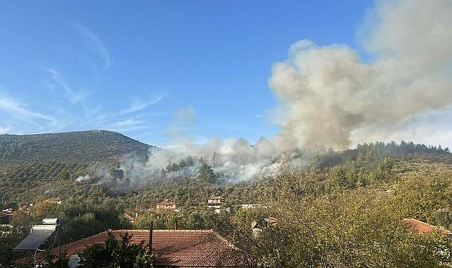 Muğla'da orman yangını